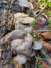Fungi