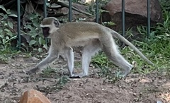 Chlorocebus pygerythrus