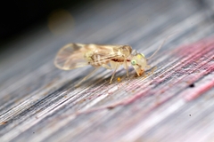 Psocidae