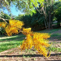 Grevillea