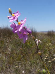 Ixia stricta