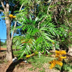 Grevillea