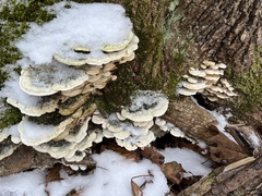 Rigidoporus populinus