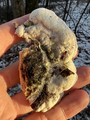 Rigidoporus populinus