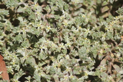 Aizoon pubescens
