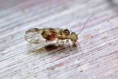 Psocidae