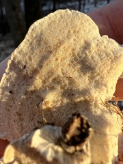 Rigidoporus populinus