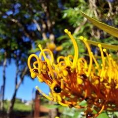 Grevillea