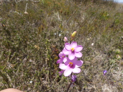 Ixia stricta