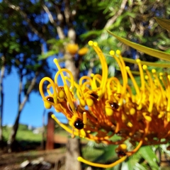 Grevillea