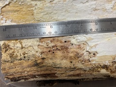 Rigidoporus populinus
