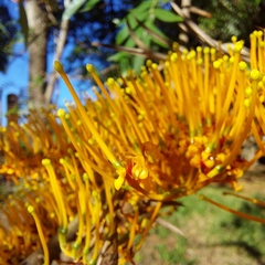 Grevillea