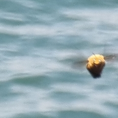Xylocopa aestuans