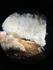 Rigidoporus populinus