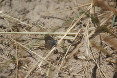 Theclinesthes serpentata