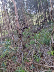 Haemodorum austroqueenslandicum