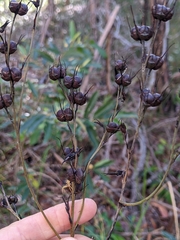 Haemodorum austroqueenslandicum