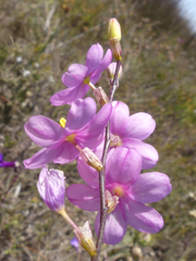 Ixia stricta