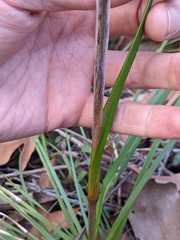 Haemodorum austroqueenslandicum