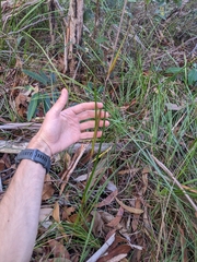 Haemodorum austroqueenslandicum