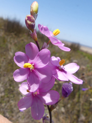Ixia stricta