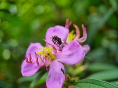 Homotrigona apicalis