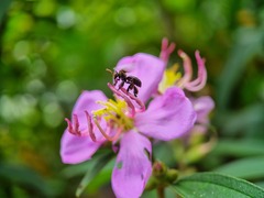 Homotrigona apicalis