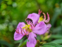 Homotrigona apicalis