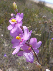 Ixia stricta