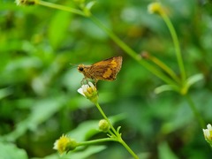 Oriens paragola