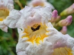 Ceratina perforatrix