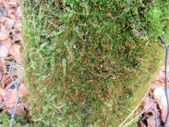 Tetraphis pellucida
