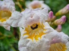 Ceratina perforatrix