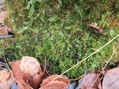 Tetraphis pellucida