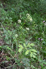Angelica decursiva