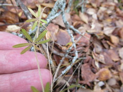 Galium uliginosum