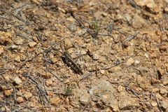 Chortoicetes terminifera