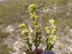Erica serrata
