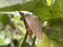 Oxyodes