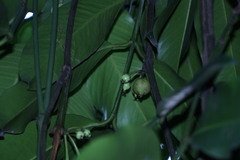 Garcinia xanthochymus