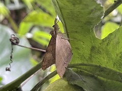 Oxyodes