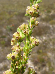 Erica serrata