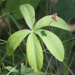 Potentilla alba