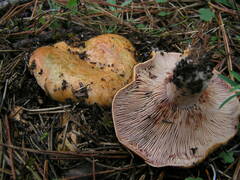 Lactarius vinosus