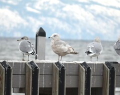 Larus argentatus × hyperboreus