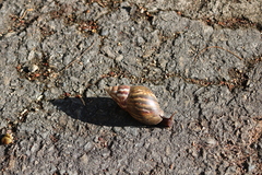Lissachatina fulica