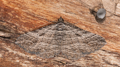Chrysolarentia severata