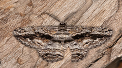 Scioglyptis canescaria