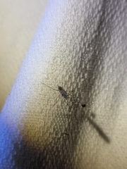 Aedes notoscriptus