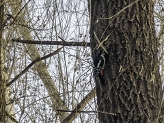 Dendrocopos major